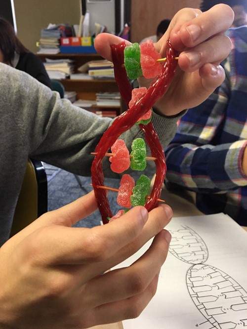Students create DNA Helix with Candy