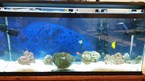 Heights Aquariums 